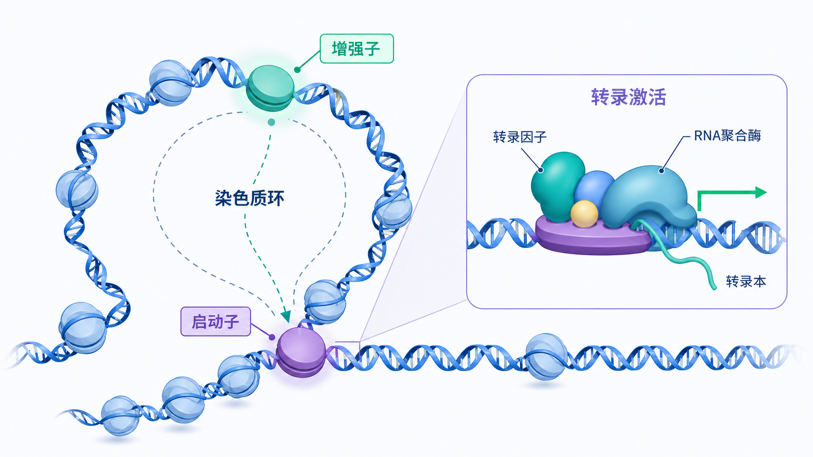 三维基因组示意图,展示启动子、增强子通过染色质环相互靠近,并标注转录激活过程