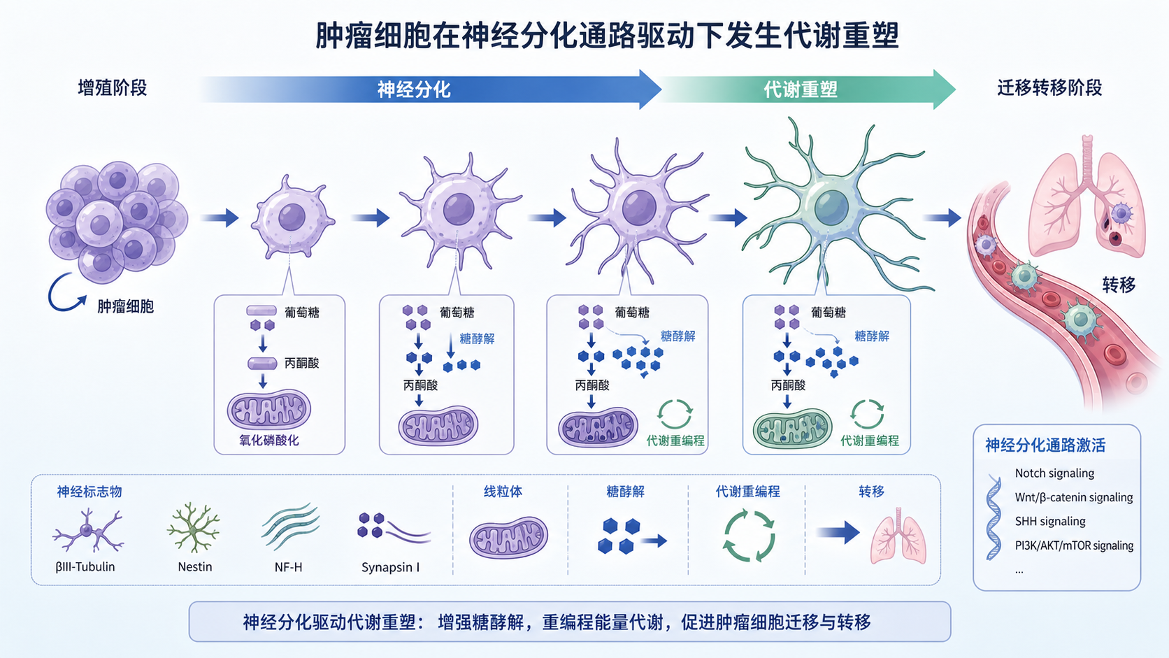 肿瘤细胞在神经分化通路驱动下发生代谢重塑的示意图,包含神经标志、线粒体、糖酵解与转移箭头,风格为学术综述插图
