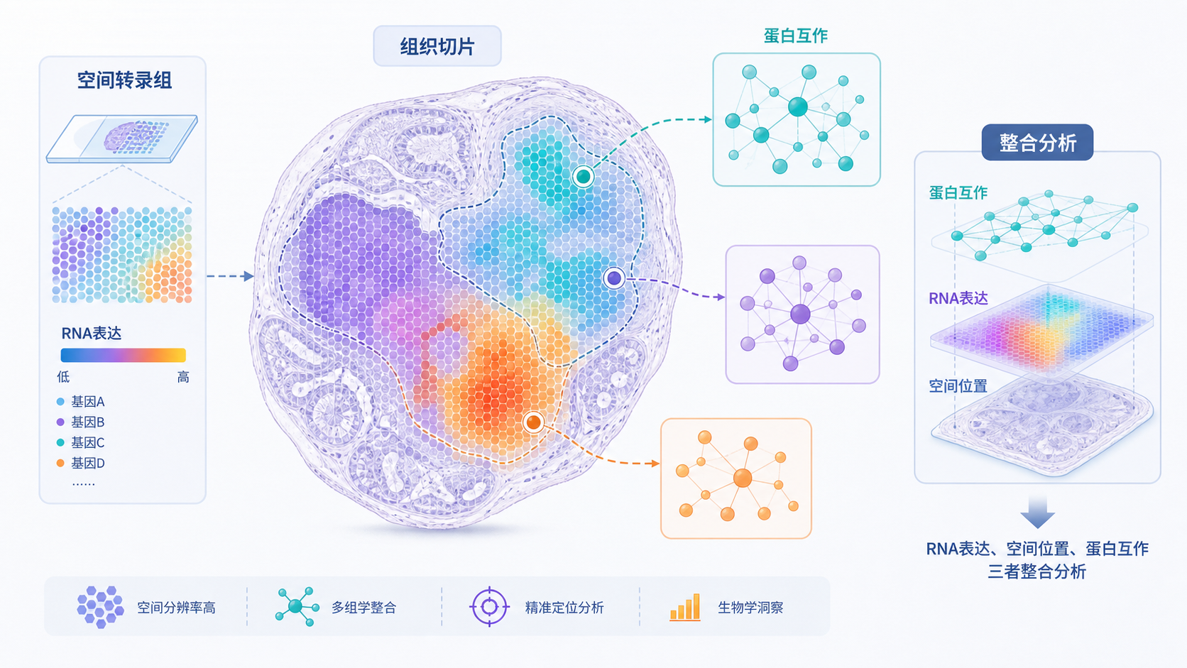 组织切片上叠加空间转录组热图与蛋白质组网络图,展示RNA表达、空间位置和蛋白互作的整合示意图