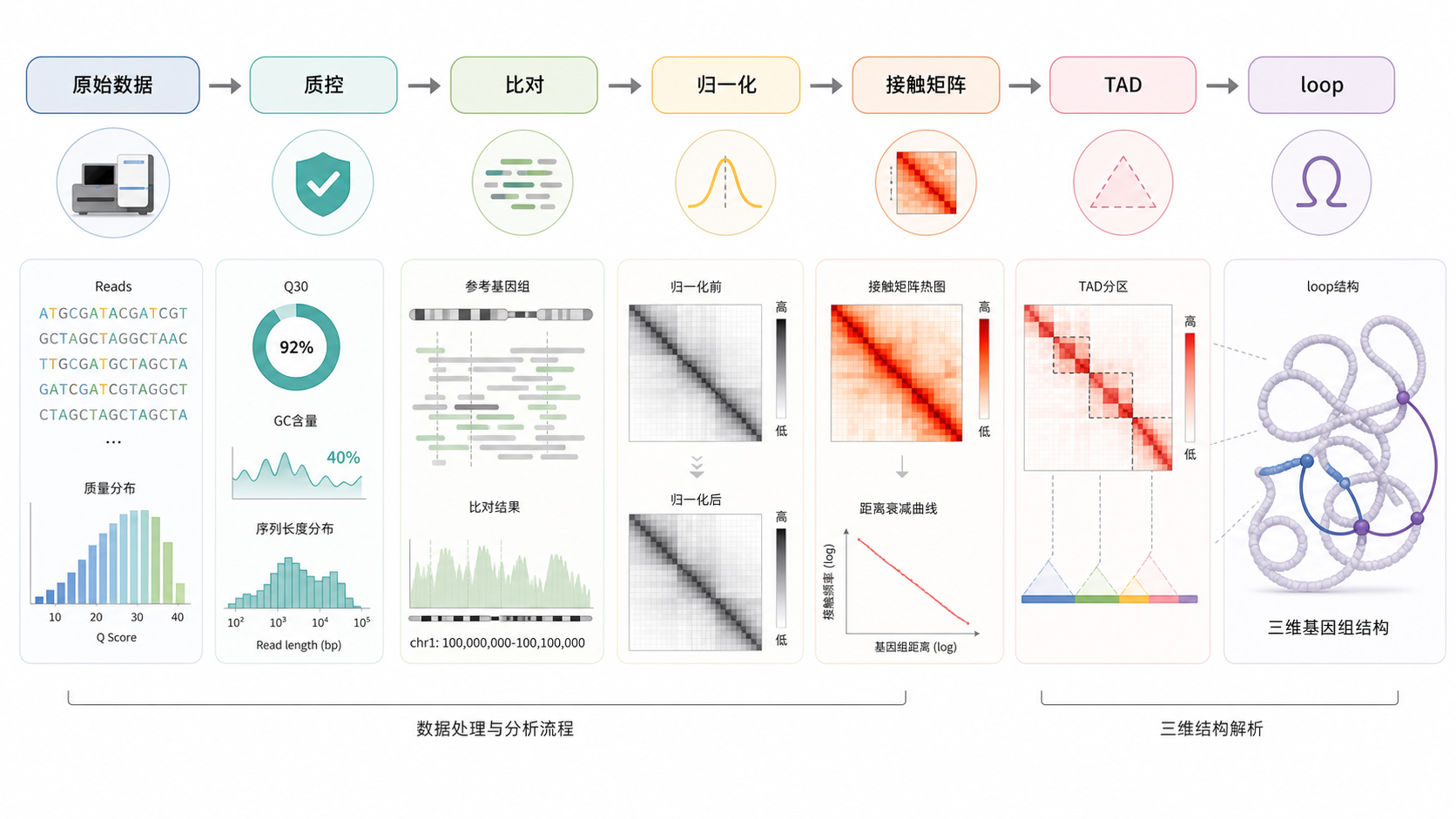三维基因组结构示意图,展示原始测序数据经过质控、比对、归一化后生成接触矩阵、TAD和loop的流程图