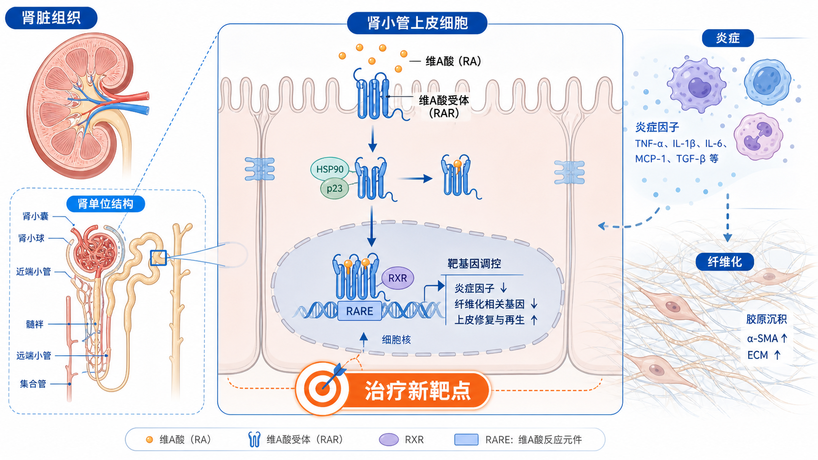 肾脏组织、肾小管上皮细胞和维A酸受体信号传导示意图，背景叠加炎症和纤维化元素，突出“治疗新靶点”主题
