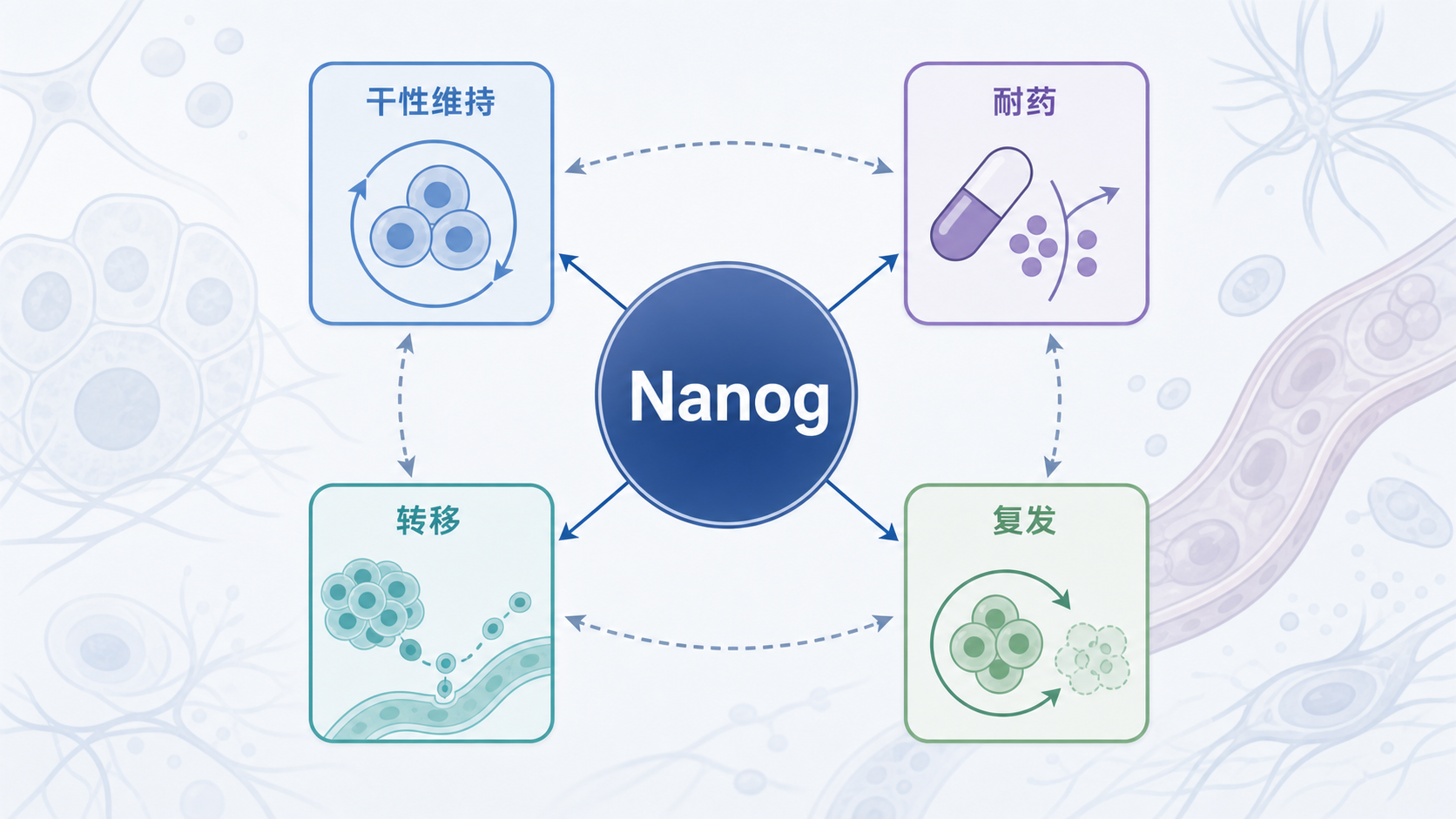 一张简洁的机制示意图,中心为Nanog,周围连接干性维持、耐药、转移、复发等表型模块,背景为细胞核和肿瘤细胞轮廓,突出科研感。