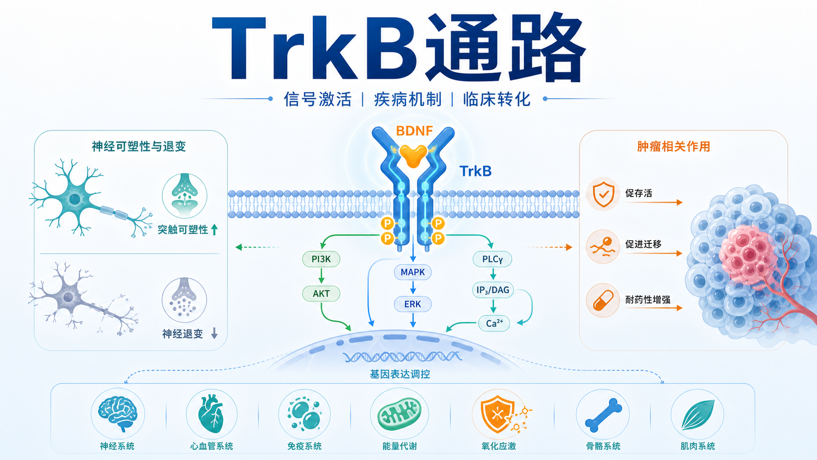 TrkB信号网络在疾病中的调控与功能解析