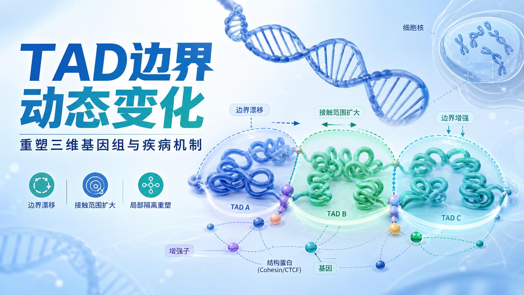 TAD边界动态变化如何影响基因组三维结构