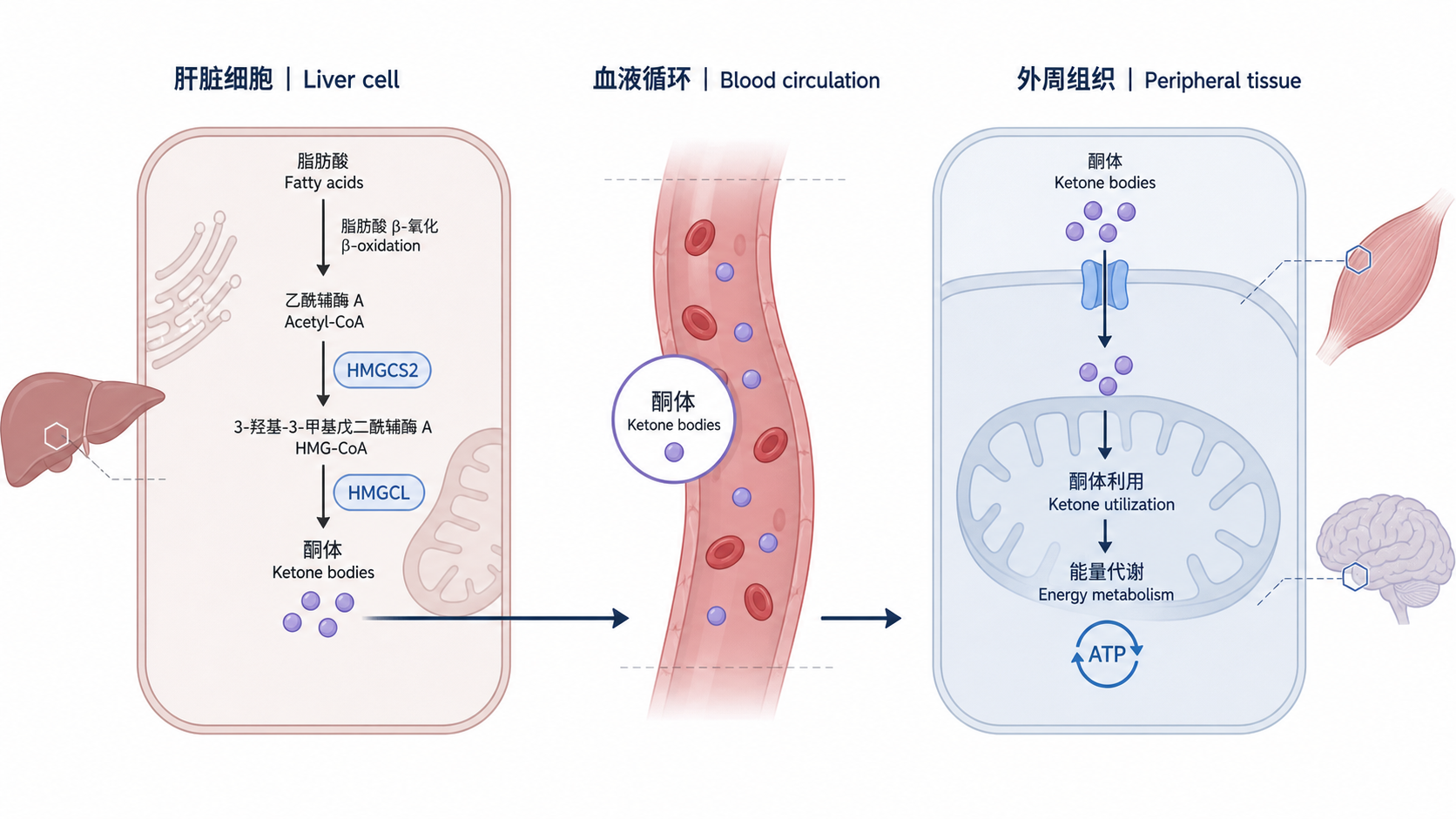 肝脏生成酮体、血液运输、外周组织摄取利用的代谢通路示意图，标注关键酶HMGCS2、HMGCL、BDH1、OXCT1和ACAT1