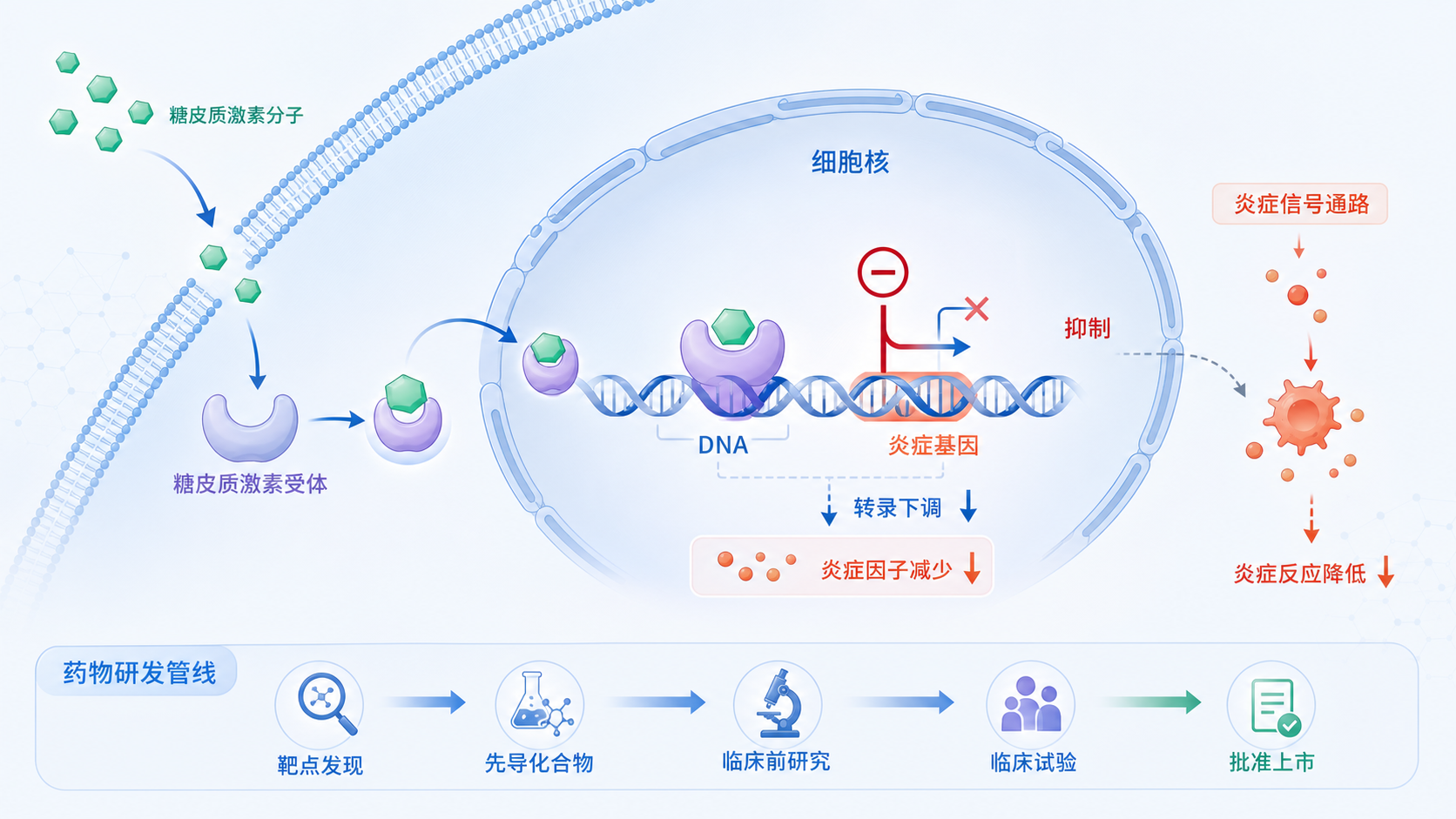 一张展示糖皮质激素受体进入细胞核后调控炎症相关基因表达的机制示意图，配合药物研发管线元素，突出“靶向通路”和“新药进展”主题。