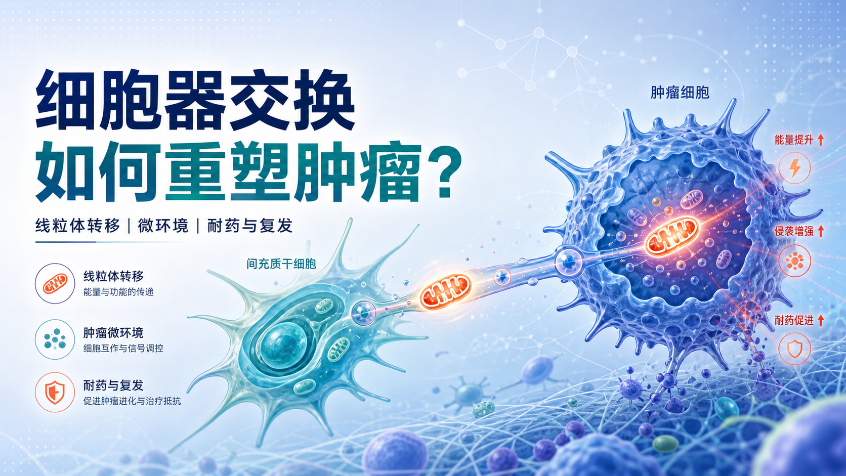 间充质干细胞与肿瘤细胞间的细胞器交换新视角
