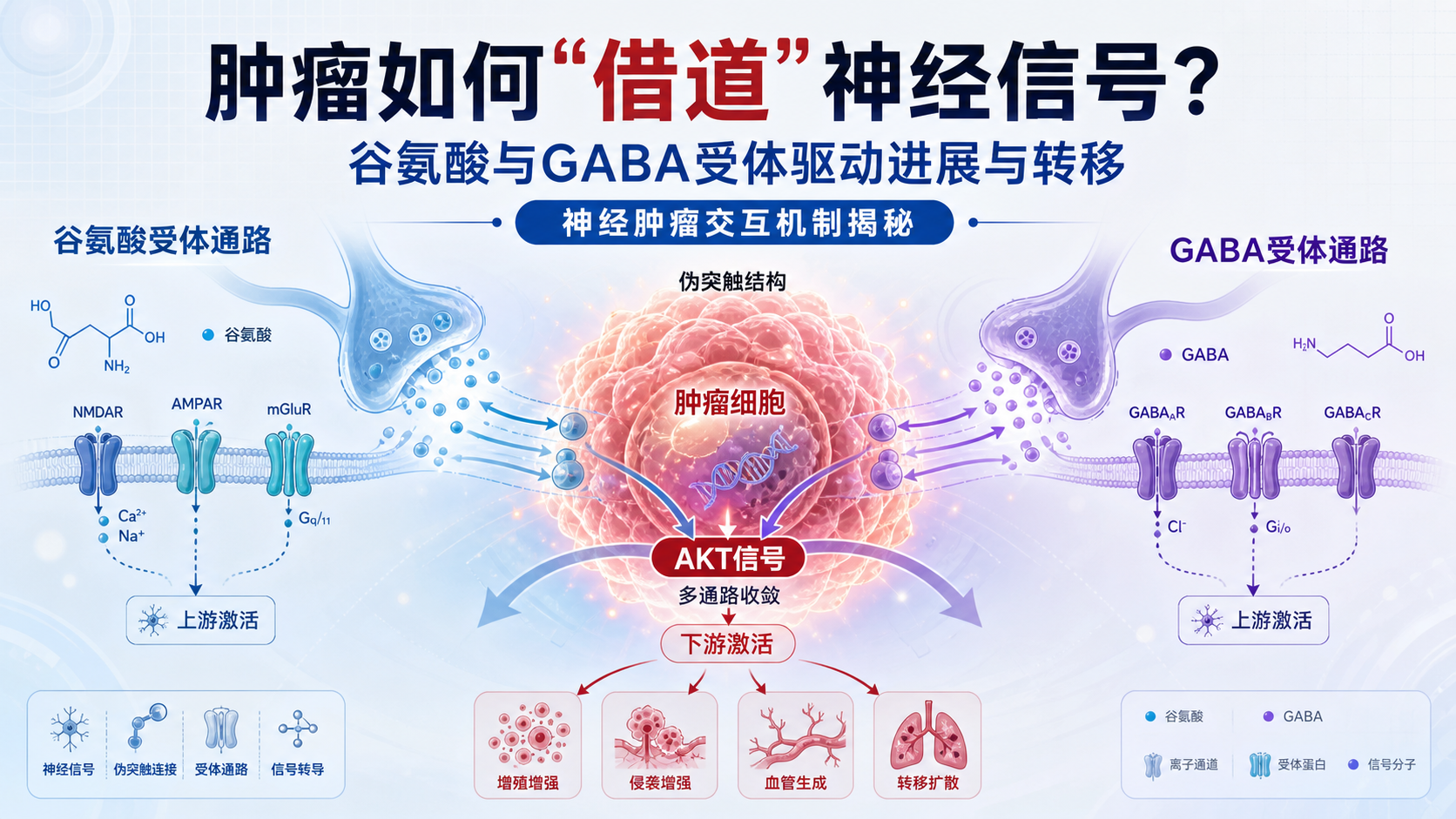 GABA受体与谷氨酸受体在肿瘤神经交互中的协同效应