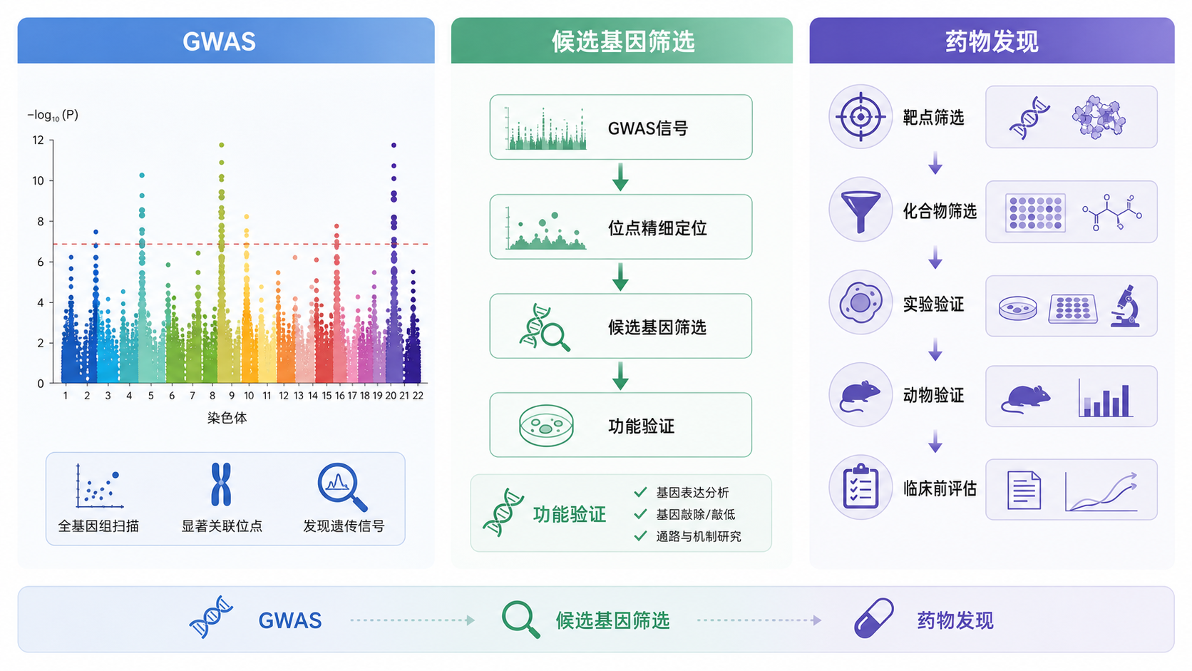 GWAS曼哈顿图、候选基因筛选流程、药物发现实验链并列展示的科研信息图