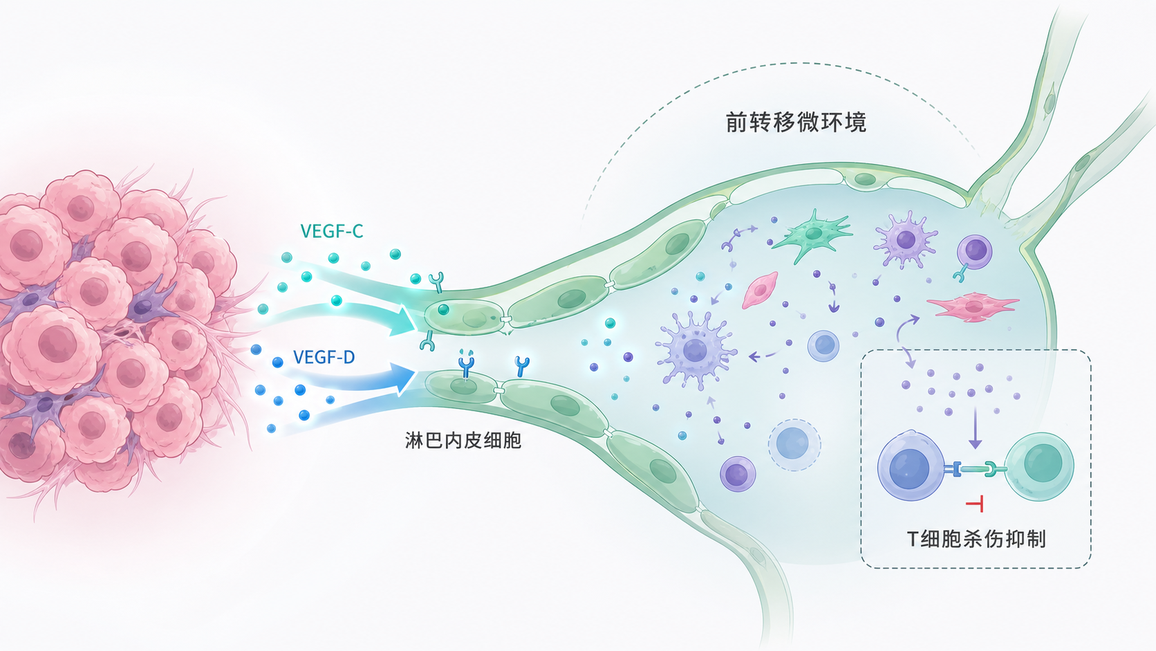 肿瘤原发灶通过VEGF-C/VEGF-D等信号作用于淋巴内皮细胞，形成前转移微环境并抑制T细胞杀伤的示意图