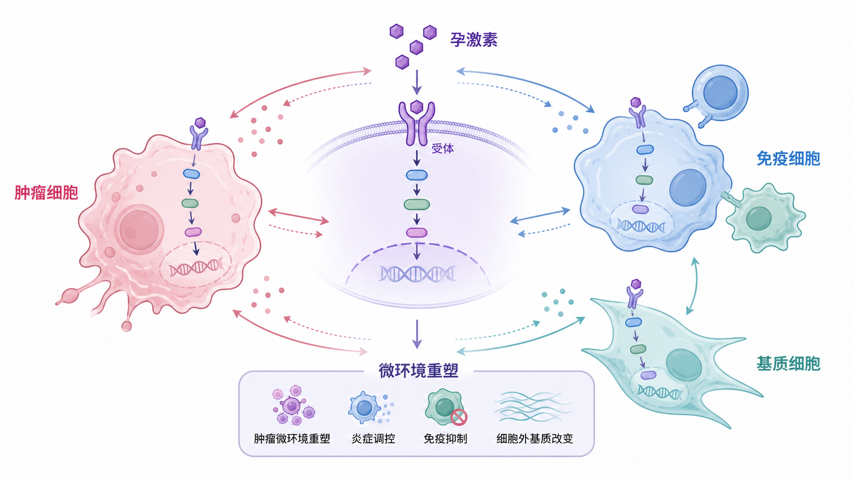 孕激素与肿瘤细胞、免疫细胞、基质细胞互作的示意图，突出受体介导信号传导与微环境重塑