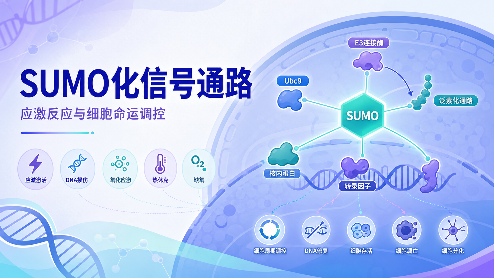SUMO化信号通路在细胞应激应答中的核心机制