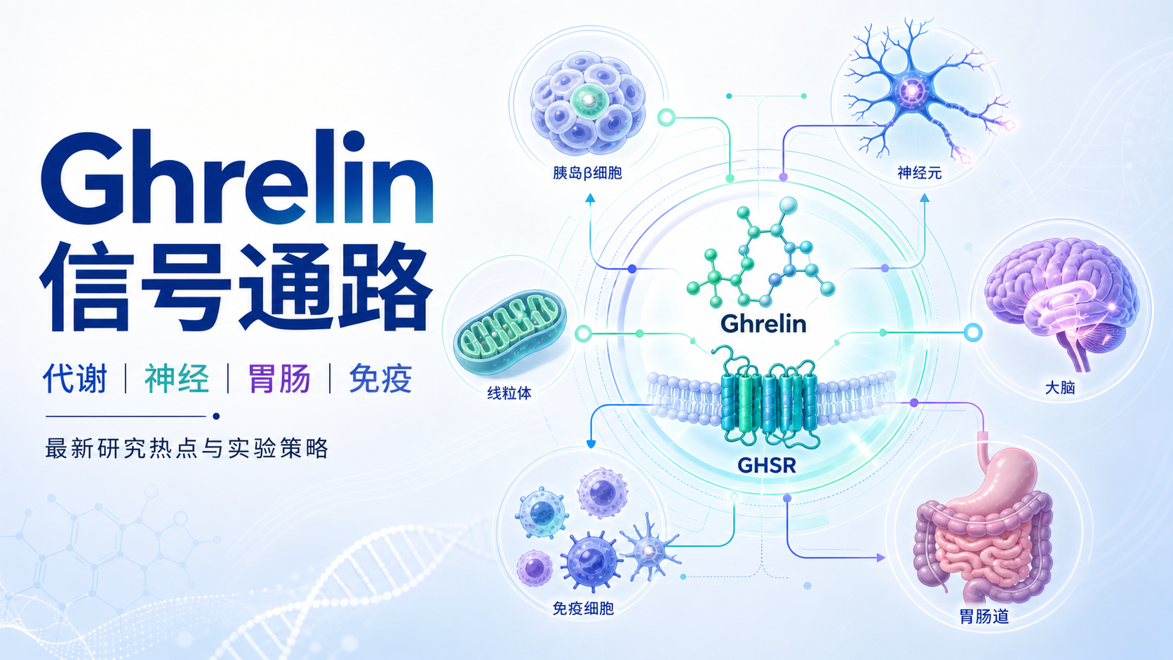 聚焦Ghrelin信号通路的最新研究进展