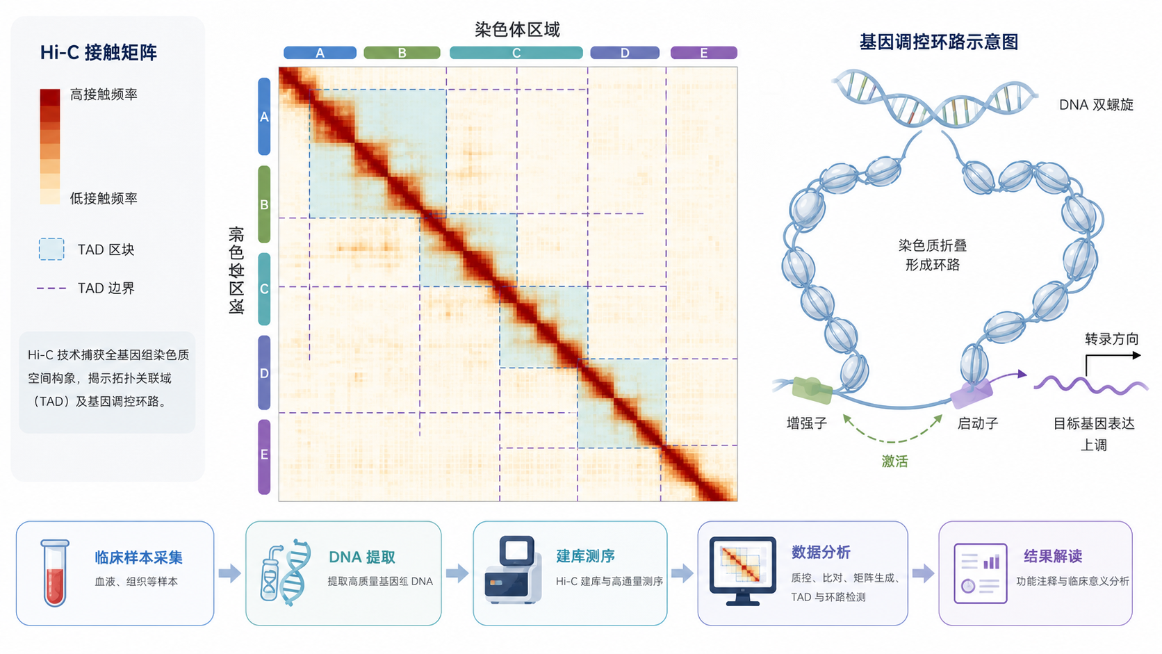 一张Hi-C矩阵图叠加TAD分区示意图,旁边展示基因调控环路和临床样本分析流程,风格专业、简洁、科研感强。