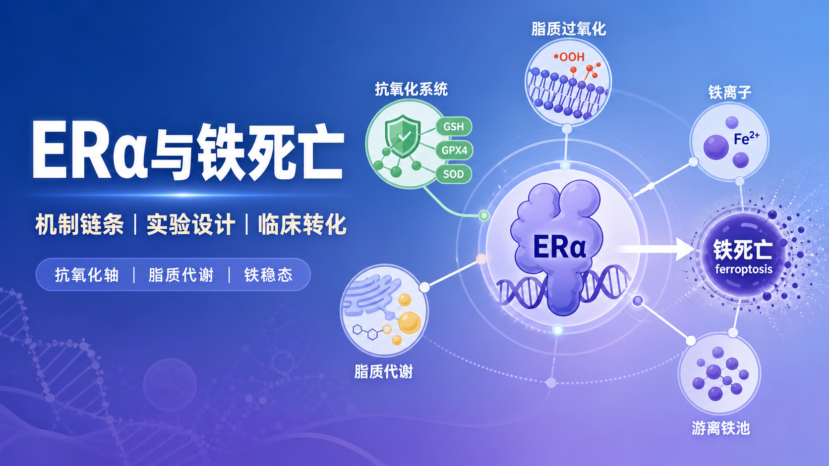 ERα与铁死亡交联调控的研究动向