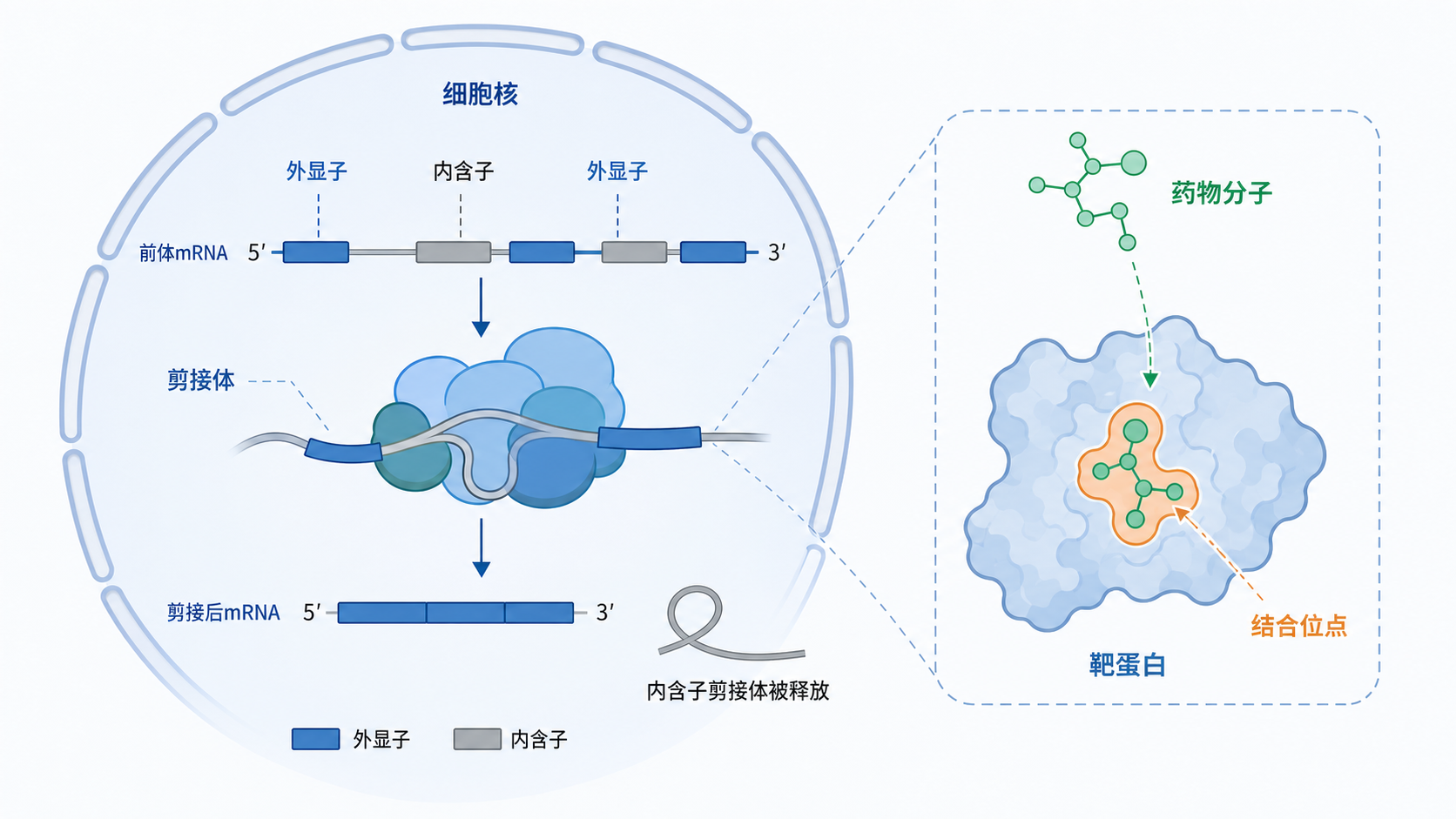 细胞核内剪接体与前体mRNA剪接示意图,旁边标注药物分子与靶蛋白结合的结构化示意。
