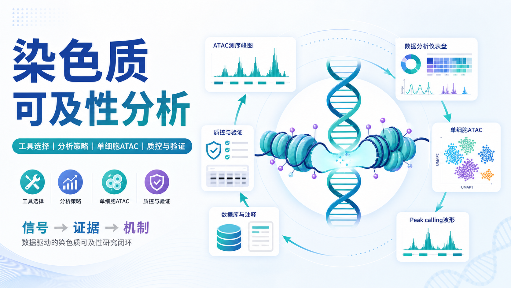 染色质可及性分析工具与策略