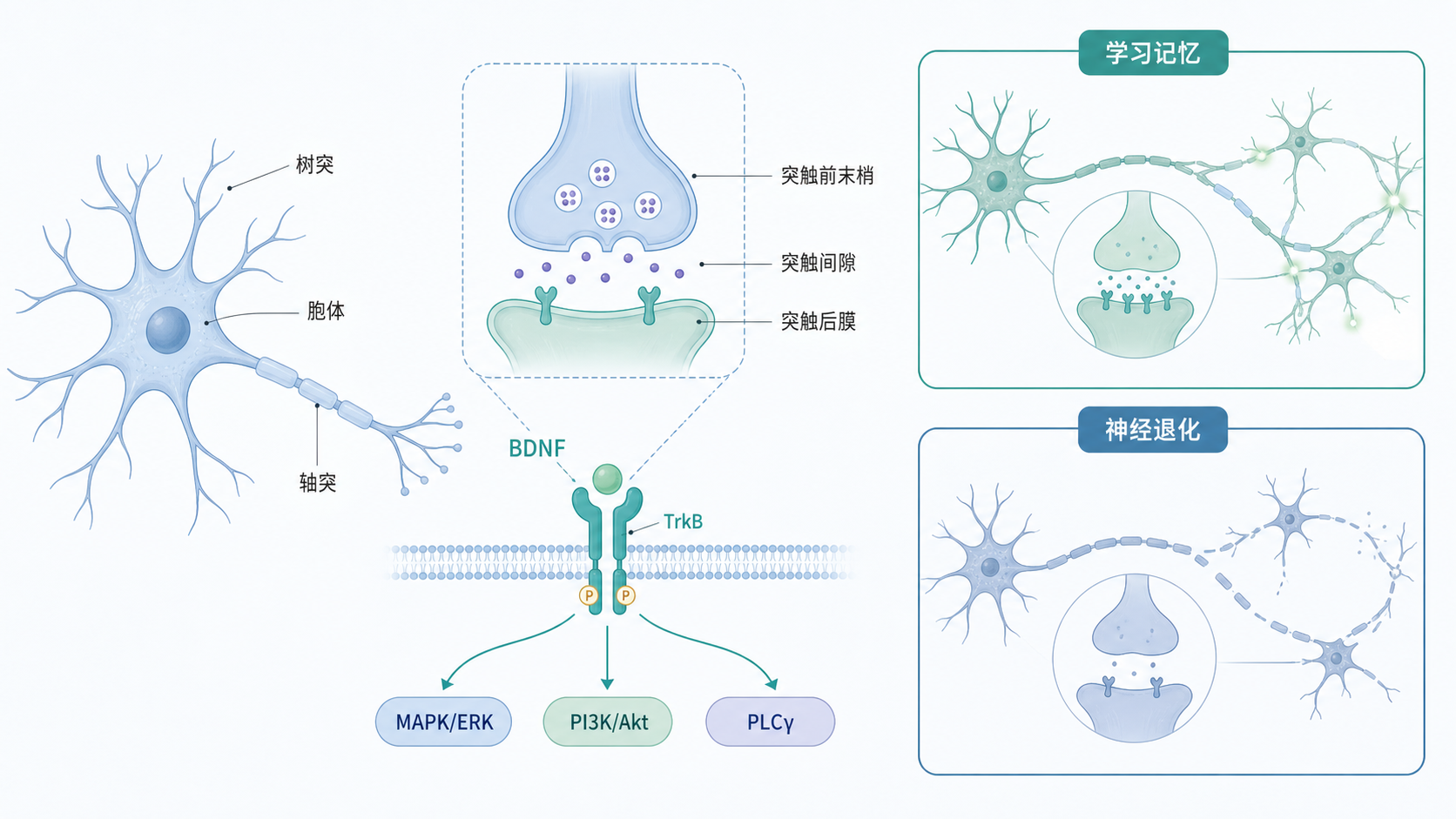 大脑神经元与突触连接示意图,BDNF结合TrkB后激活下游信号通路,旁边并列显示学习记忆与神经退行性疾病场景