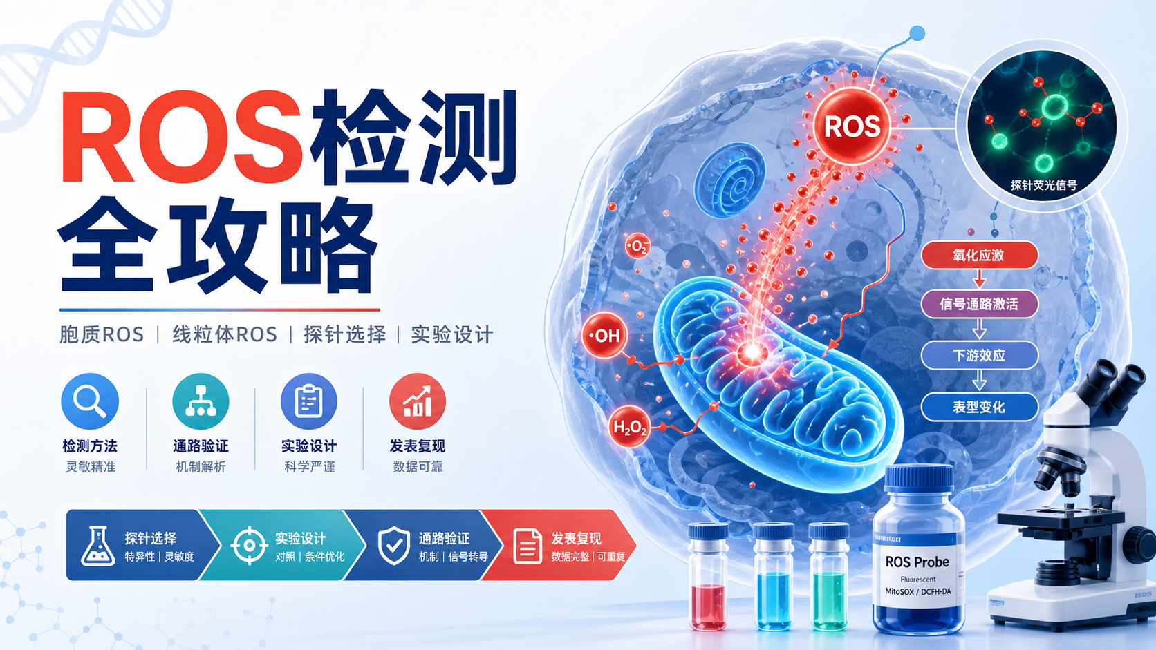ROS信号通路检测方法：胞质与线粒体ROS的精准拆分
