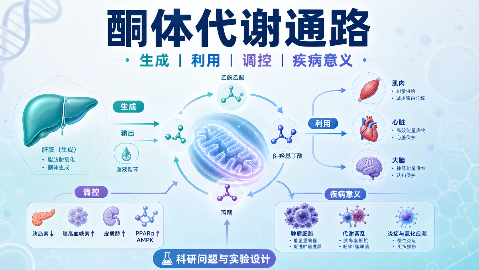 从酮体生成到利用：代谢通路关键酶与调控机制精析
