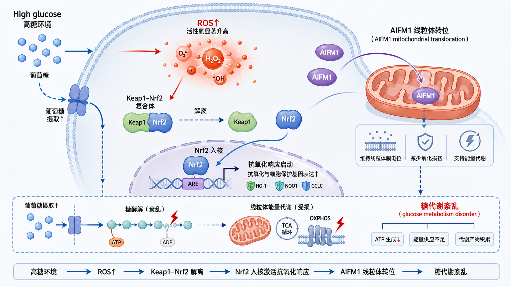 高糖环境下细胞内ROS升高，Keap1-Nrf2解离、AIFM1线粒体转位及糖代谢紊乱的机制示意图