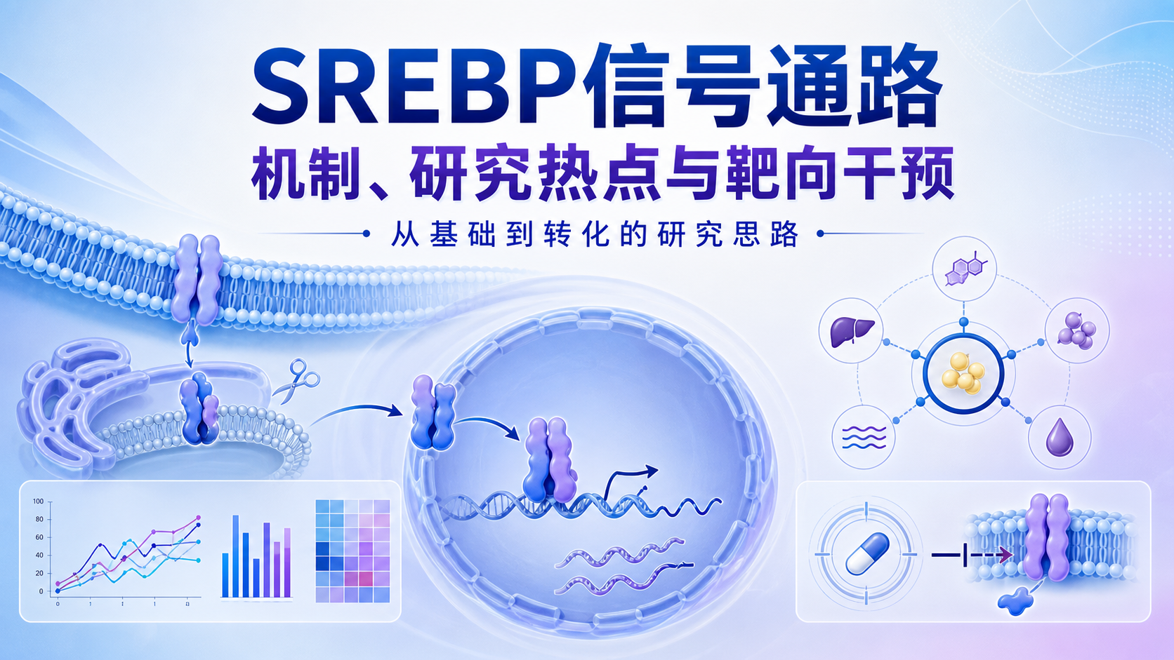 SREBP信号通路研究：最新进展与靶向干预思路