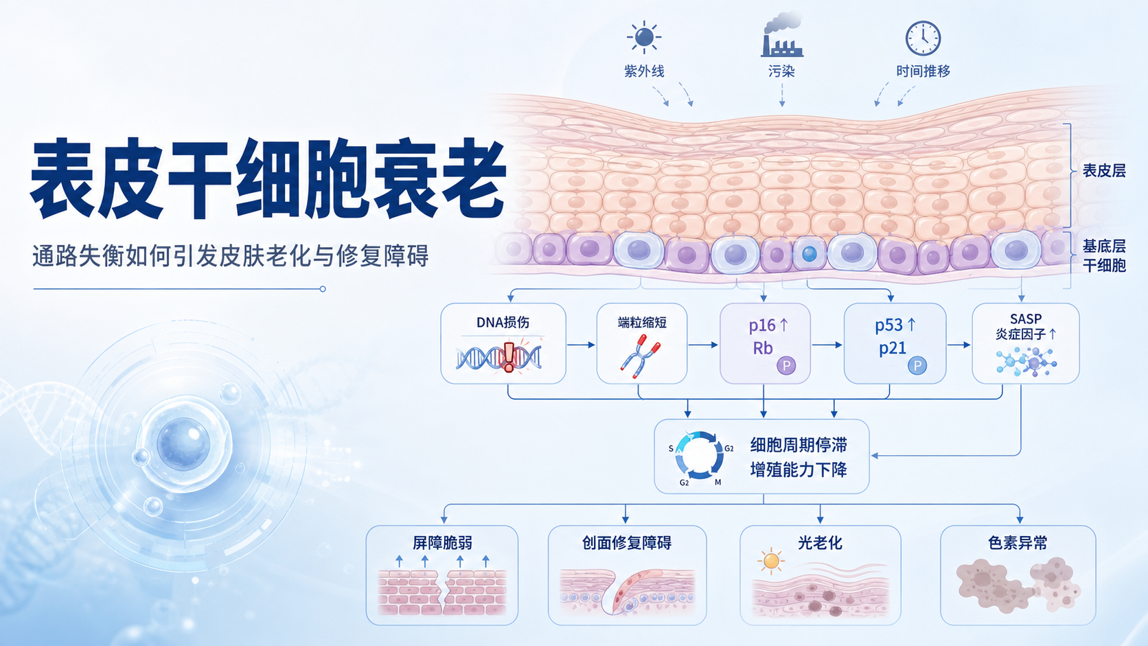 表皮干细胞通路与衰老相关皮肤疾病关联