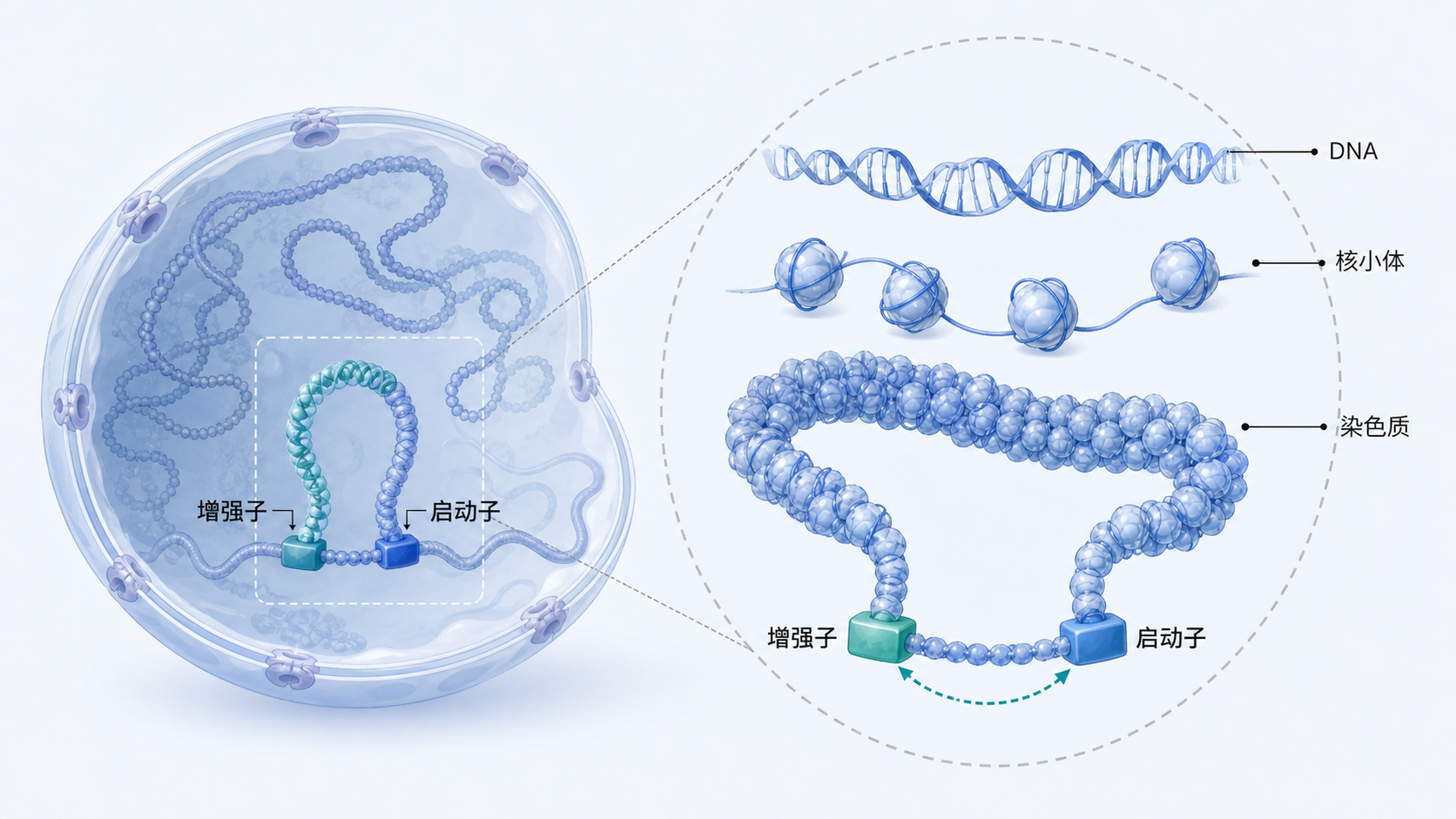 细胞核内DNA缠绕成核小体并进一步折叠成三维染色质结构,旁边标注启动子、增强子远距离接触示意图