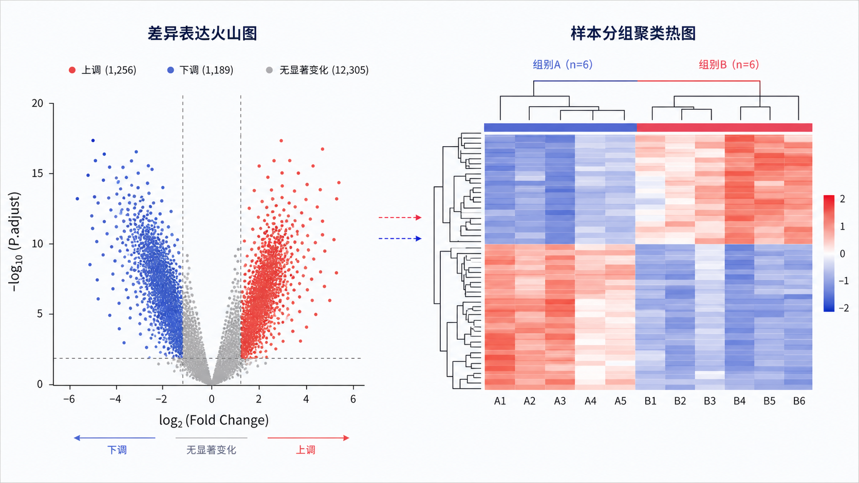 火山图与热图并列展示,左侧标出上调、下调和无显著变化区域,右侧为样本分组聚类热图,强调二者联动筛选差异基因的流程图。