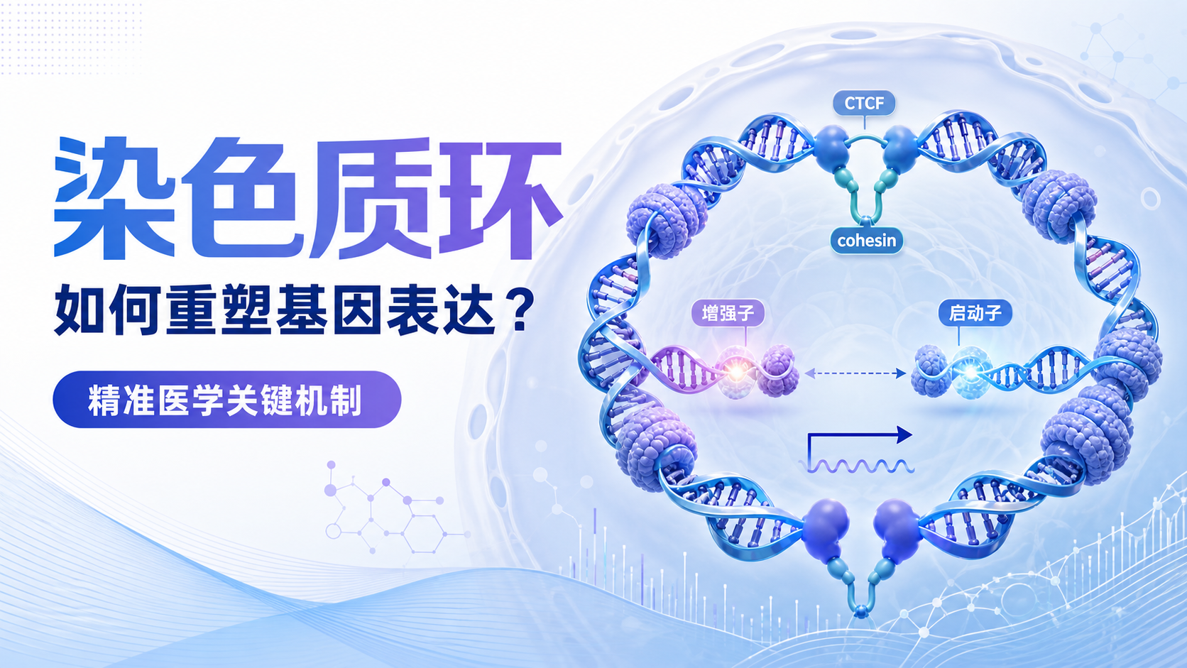 染色质环介导调控机制:开启精准医学新视角