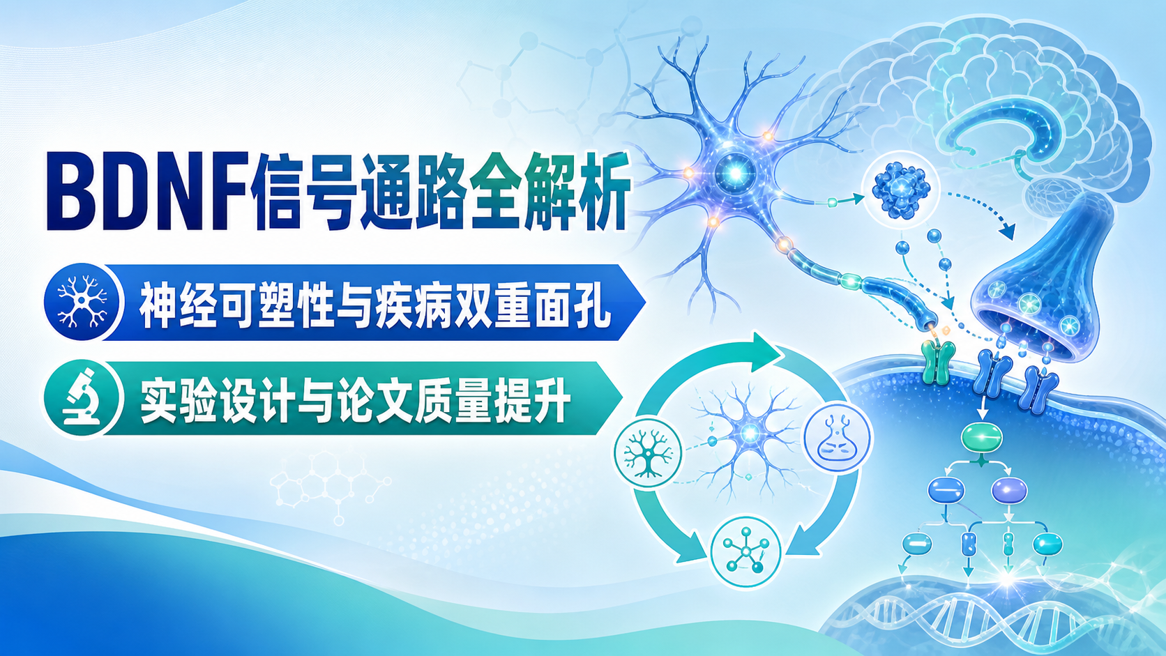 BDNF信号通路在神经可塑性与疾病中的双重角色解析