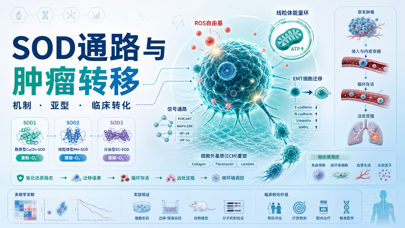 SOD通路调控肿瘤转移的分子机制解析
