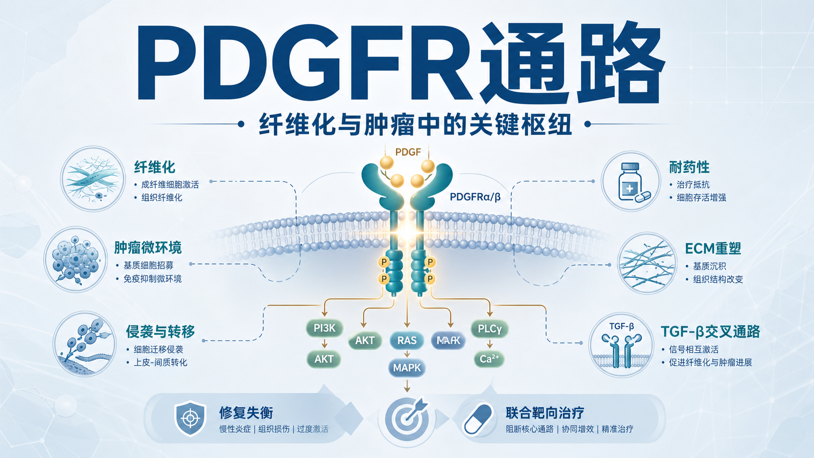 解析PDGFR通路:精准干预纤维化与肿瘤的新思路