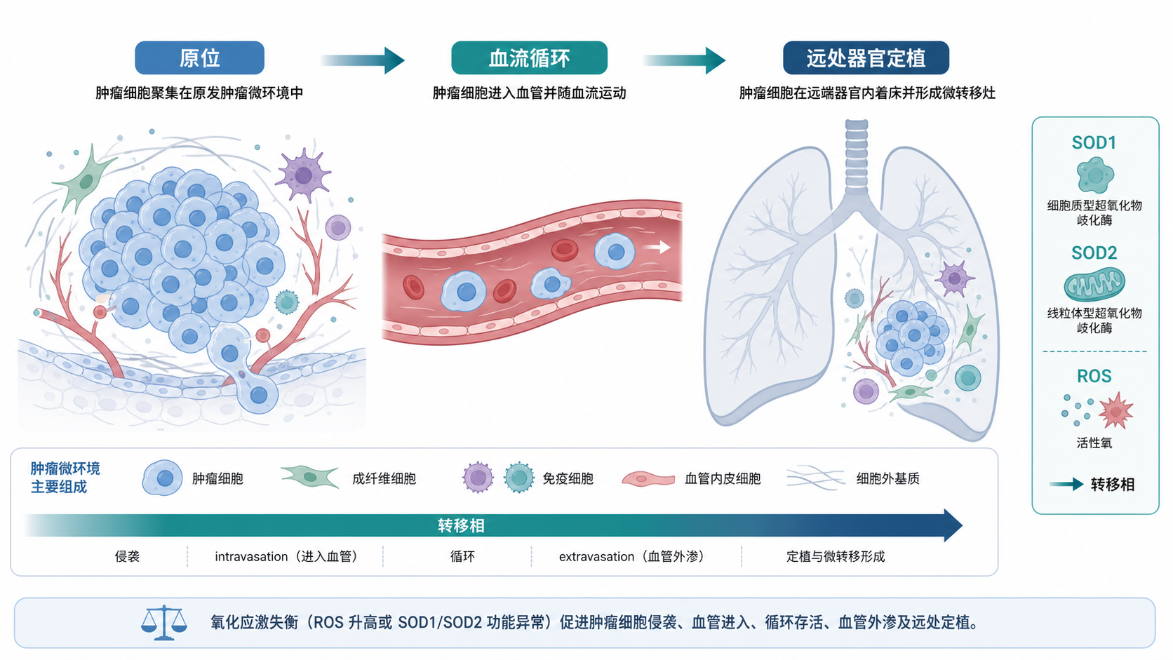 肿瘤细胞在原位、血流循环和远处器官定植的三阶段示意图，旁边标注SOD1、SOD2、ROS和转移相关信号通路