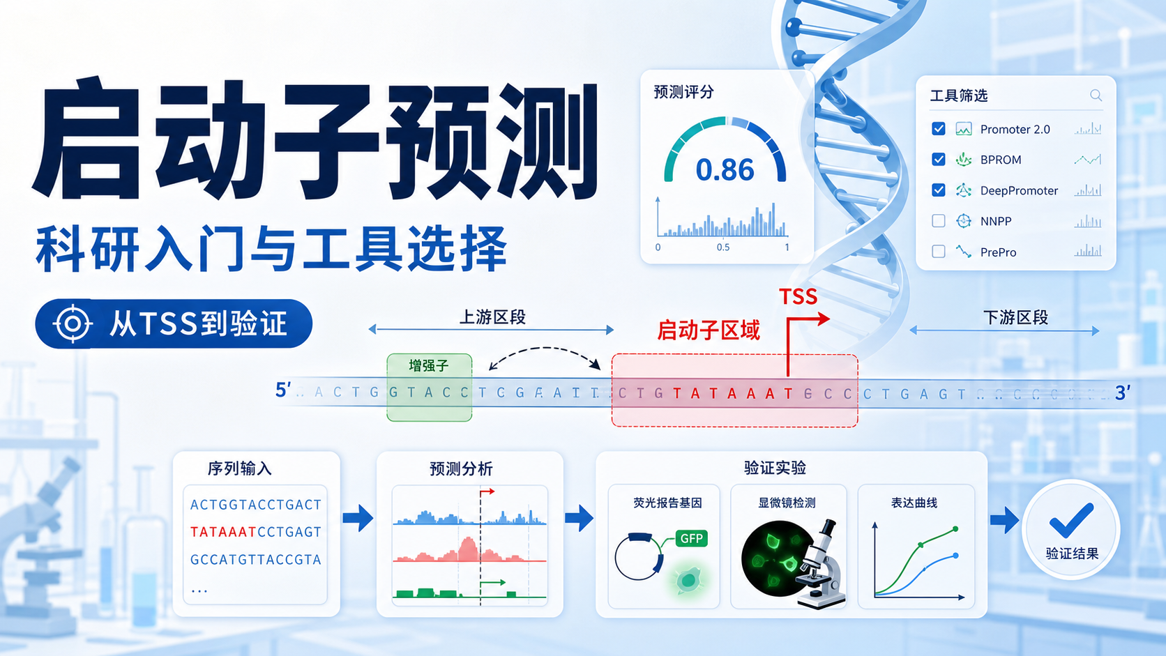 掌握启动子预测，破解基因表达调控密码