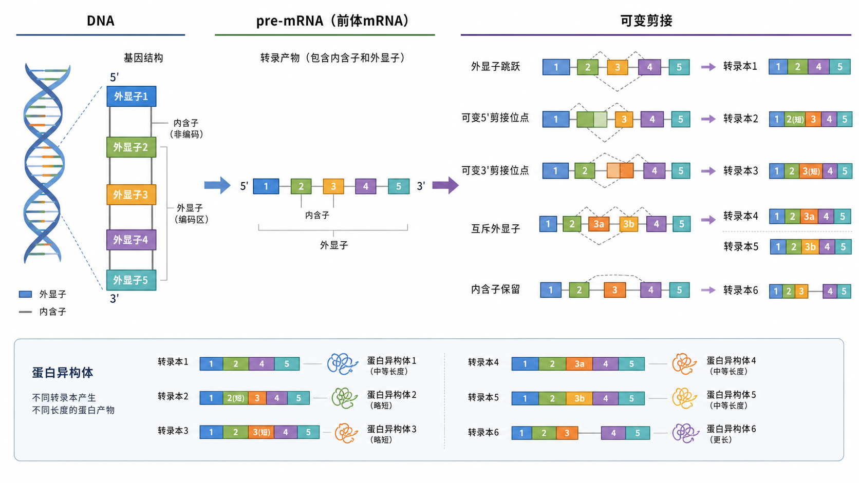 基因DNA到前体mRNA再到不同剪接方式生成多个转录本异构体的流程示意图，突出外显子拼接差异与蛋白亚型分化
