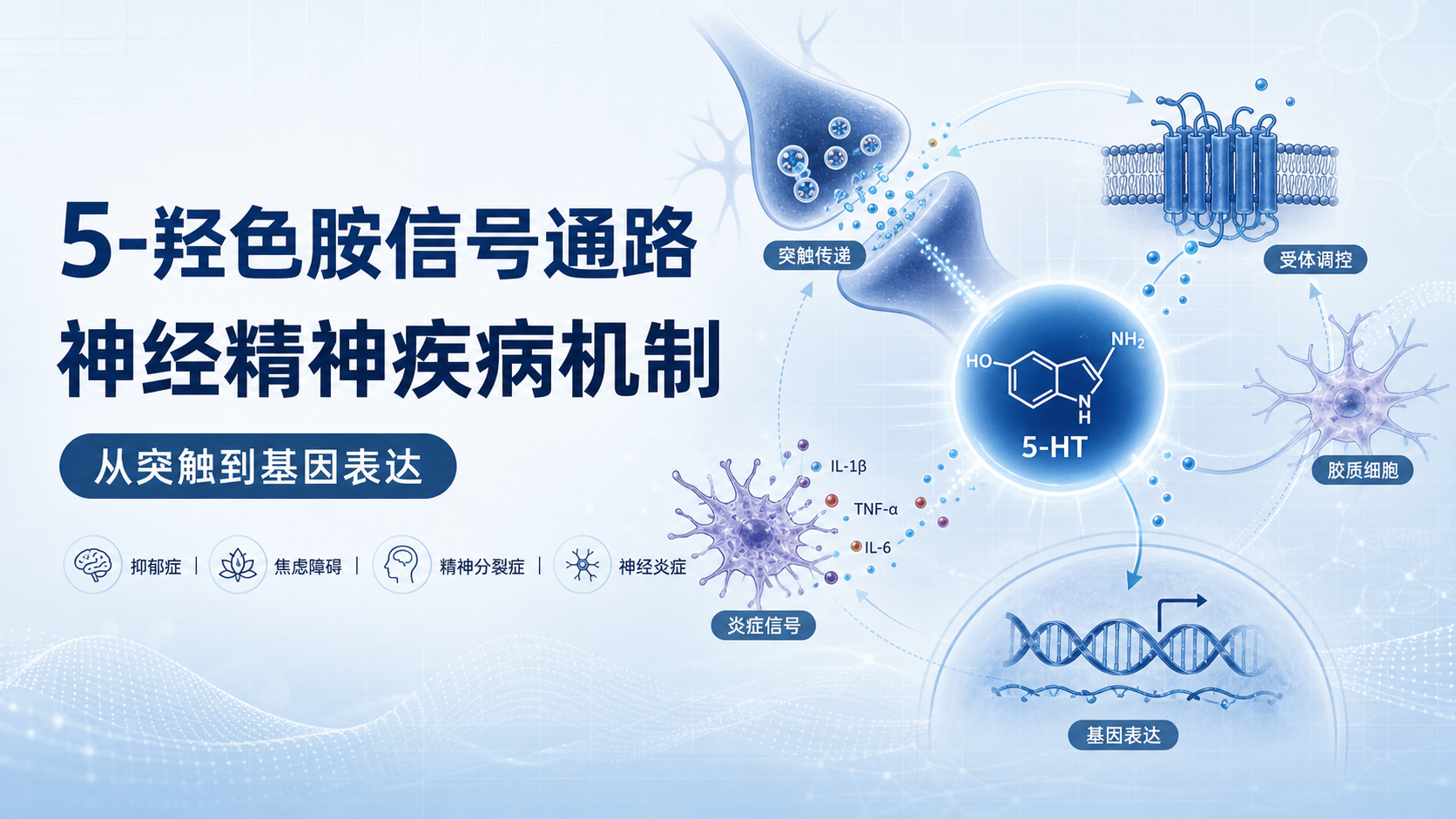 5-羟色胺信号通路在神经精神疾病中的新机制解析