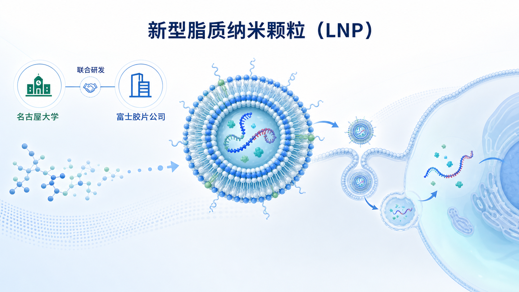 2026年8月23日资讯,日本名古屋大学与富士胶片公司合作开发出一种新型脂质纳米颗粒(LNP)——FL0445-LNP,首次将带帽的环状RNA(Cap-cirRNA)高效递送入动物体内,蛋白表达活性较传统LNP提升10倍,且炎症反应极低,为下一代长效mRNA疗法打开新的大门。相关论文发表在新一期《细胞·生物材料》(Cell Biomaterials)期刊上。