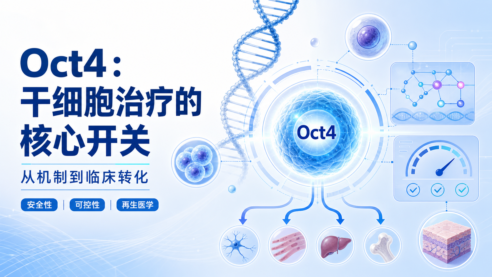 Oct4信号通路在干细胞治疗中的新进展