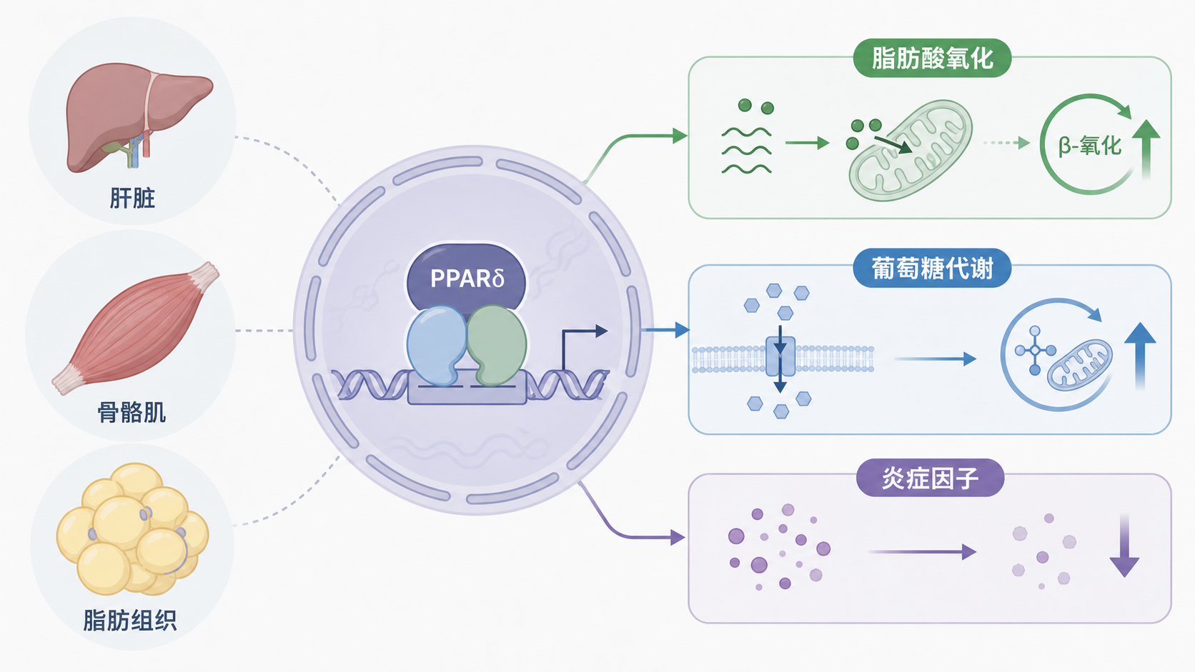 PPARδ在细胞核内调控脂肪酸氧化、葡萄糖代谢和炎症因子的示意图，背景可加入肝脏、骨骼肌和脂肪组织