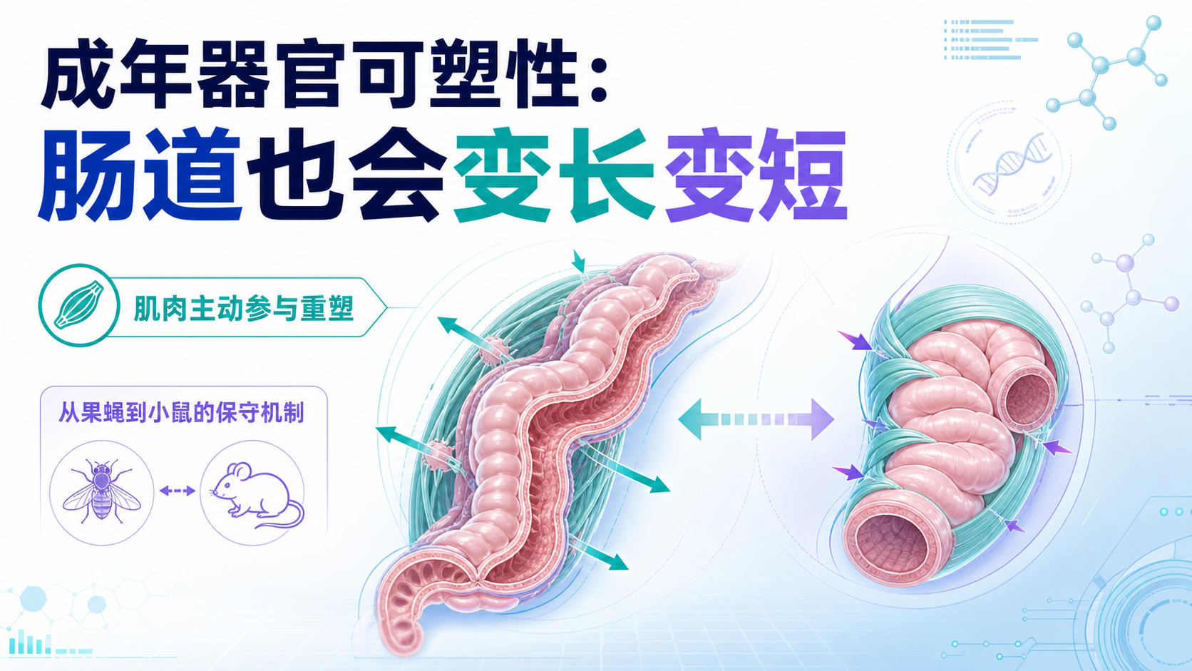 每日资讯速递2026-08-18-Cell肠道肌肉主动调控肠道大小
