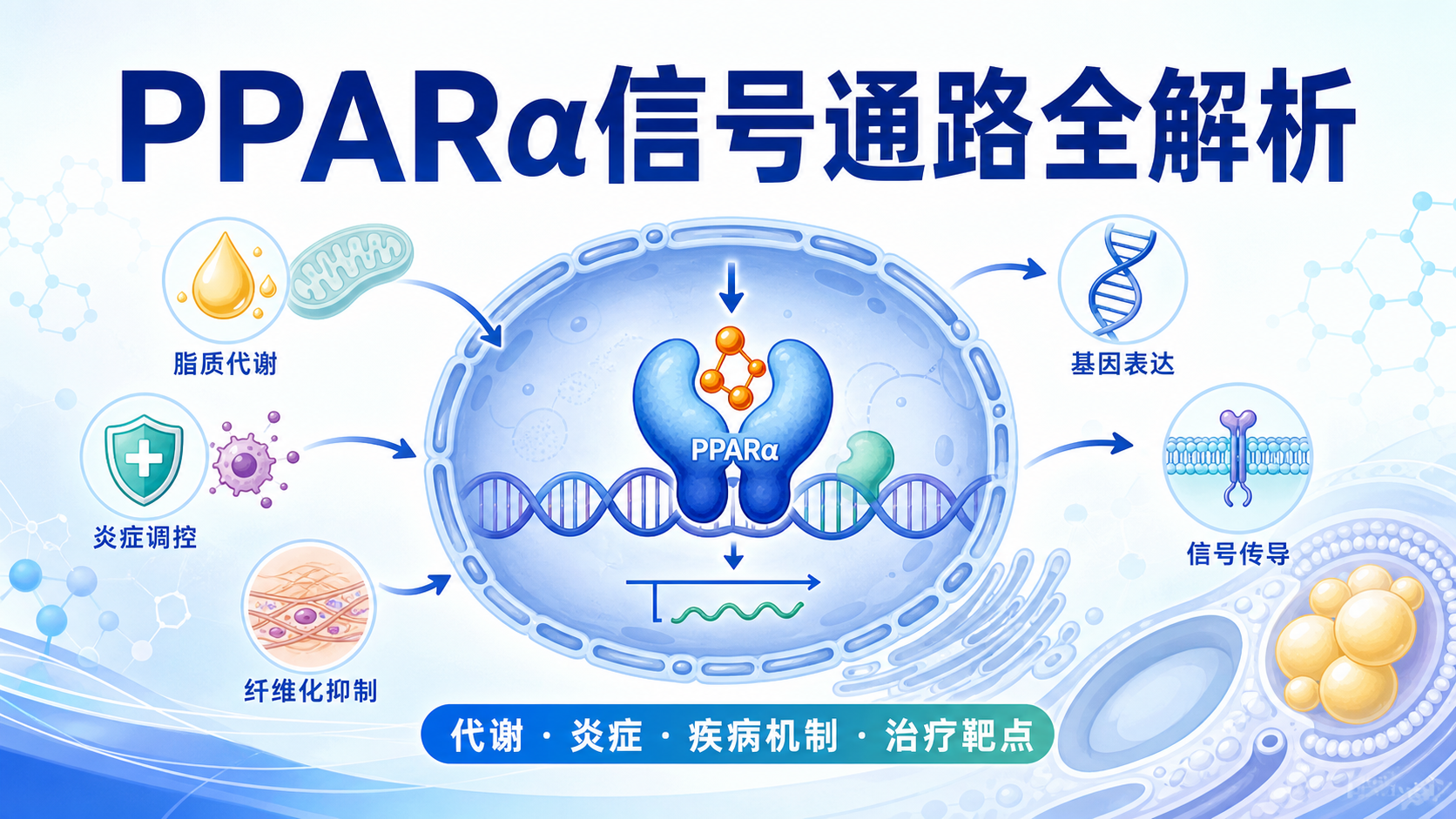 PPARα信号通路：从分子机制到治疗靶点新视角