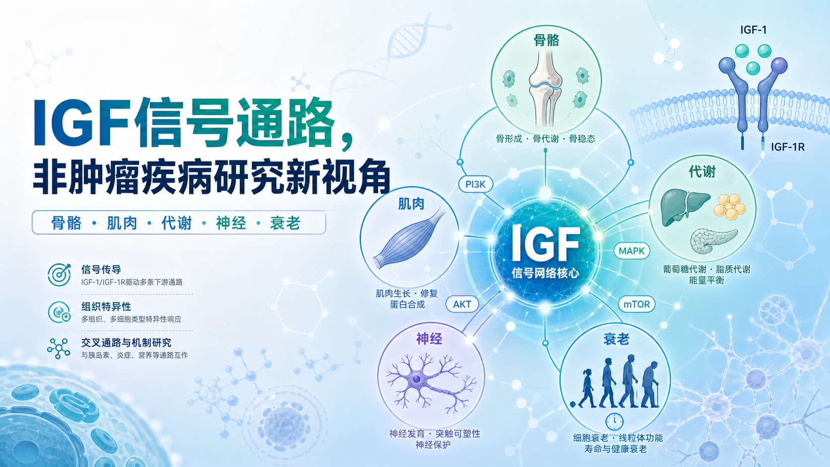 IGF信号通路与非肿瘤疾病机制研究新视角