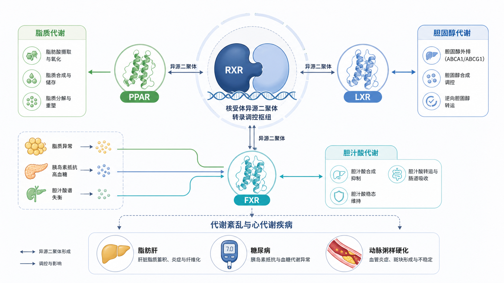 RXR与PPAR、LXR、FXR等核受体形成异源二聚体,连接脂肪肝、糖尿病和动脉粥样硬化的机制示意图,风格简洁、专业、适合医学博客封面
