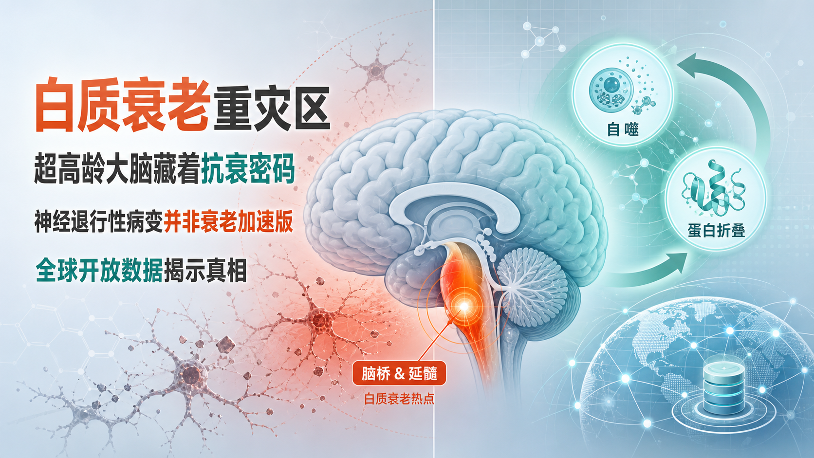 每日资讯速递2026-08-18-华大Cell食蟹猴全生命周期大脑图谱