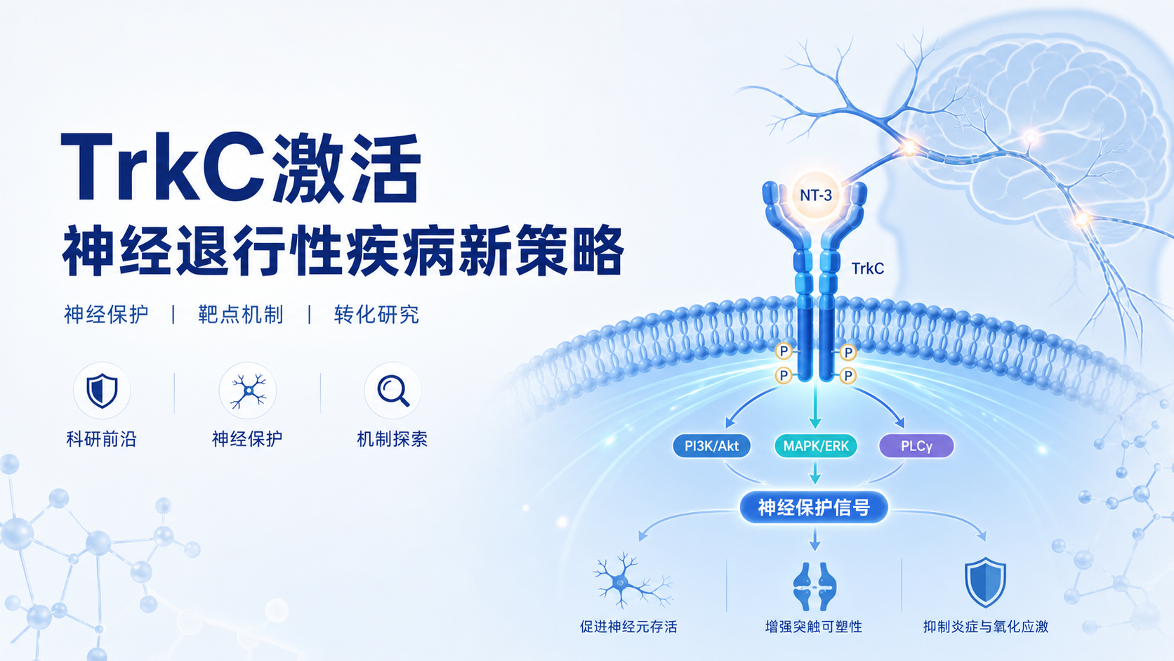 TrkC激活与神经退行性疾病治疗新策略