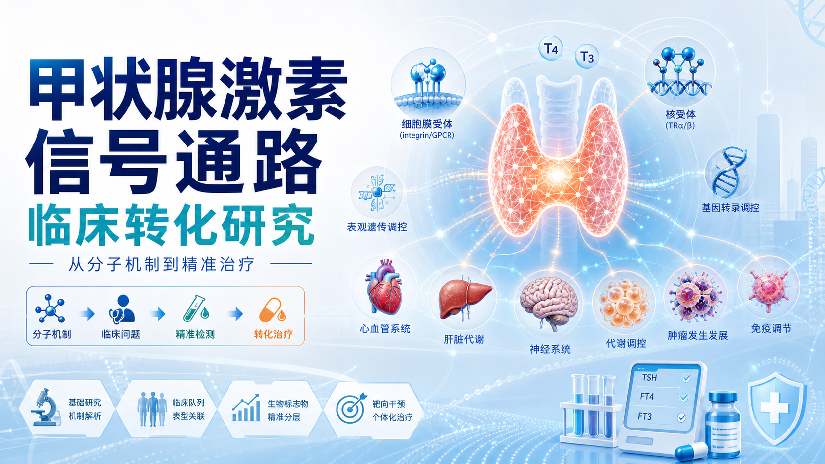 甲状腺激素信号通路的临床转化研究进展