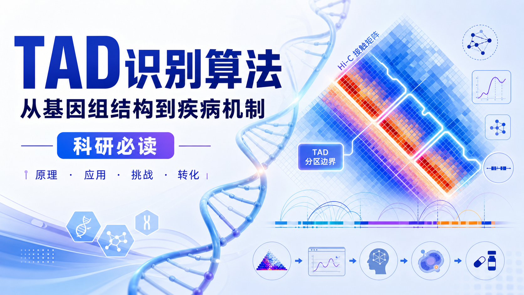 TAD识别算法赋能基因组3D结构功能解析与临床转化