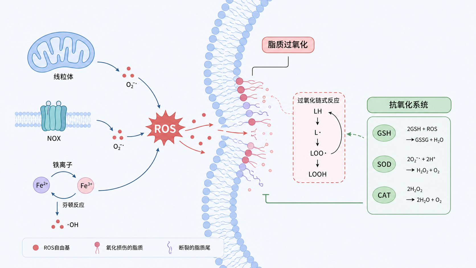 细胞膜脂质被ROS攻击后发生过氧化,旁边标注线粒体、NOX、铁离子和抗氧化系统的示意图,整体风格为医学科研插图