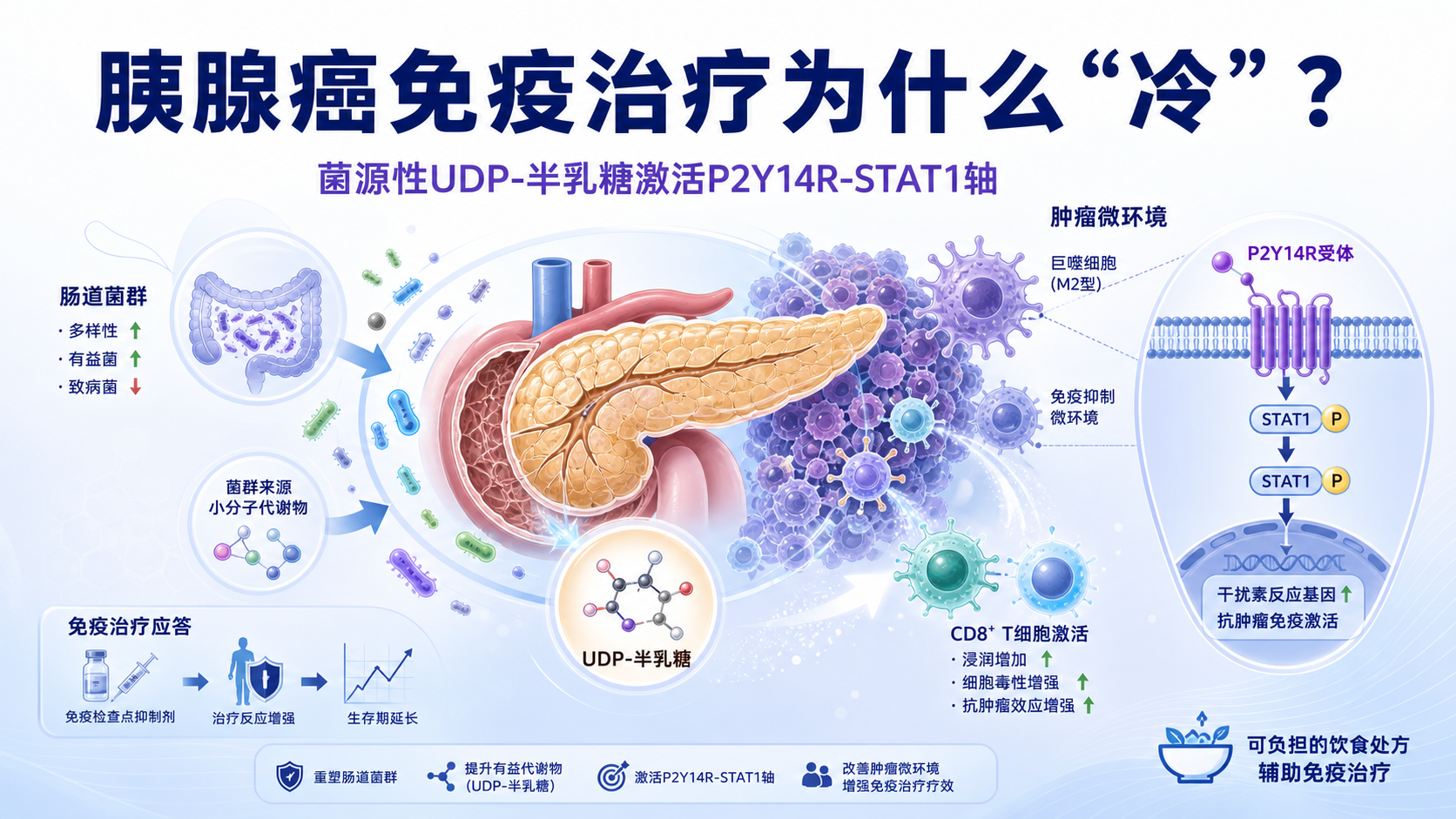 每日资讯速递2026-08-20-低蛋白饮食增敏胰腺癌免疫治疗